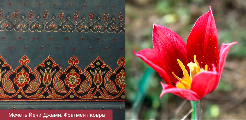 History of Tulip/История Тюльпана